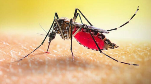 ডেঙ্গু আক্রান্ত হয়ে আরও ২৫ জন হাসপাতালে ভর্তি