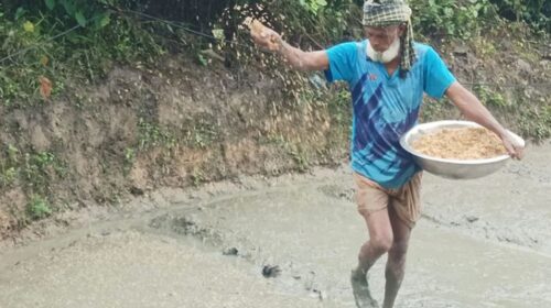 কুমিল্লায় আমনের মাঠ মাতাবে নতুন ধান