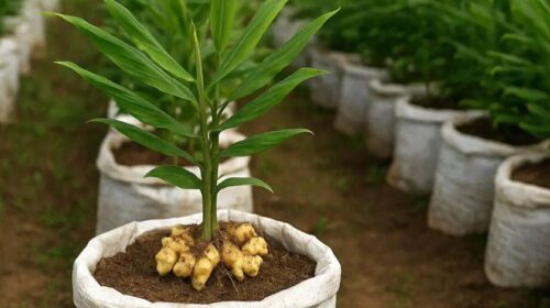 বস্তায় আদা চাষে নতুন সম্ভাবনা