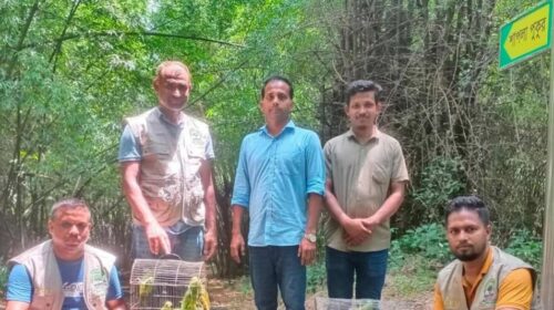 মিরপুর পাখির হাটে অভিযান, ৬১টি পাখি ও ২টি কচ্ছপ উদ্ধার
