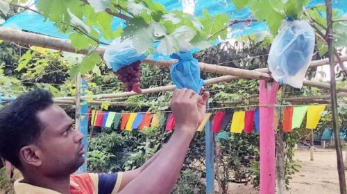 শেরপুরে আঙুর চাষে সাড়া ফেলেছেন মিজানুর