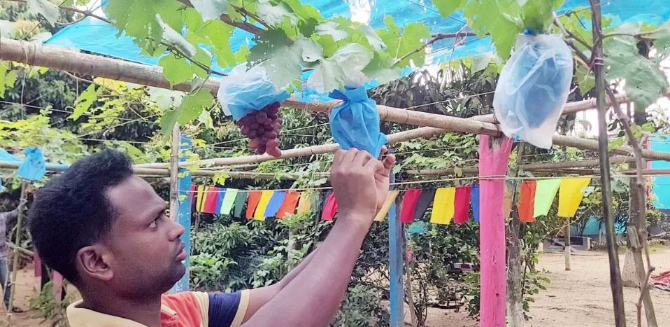 শেরপুরে আঙুর চাষে সাড়া ফেলেছেন মিজানুর